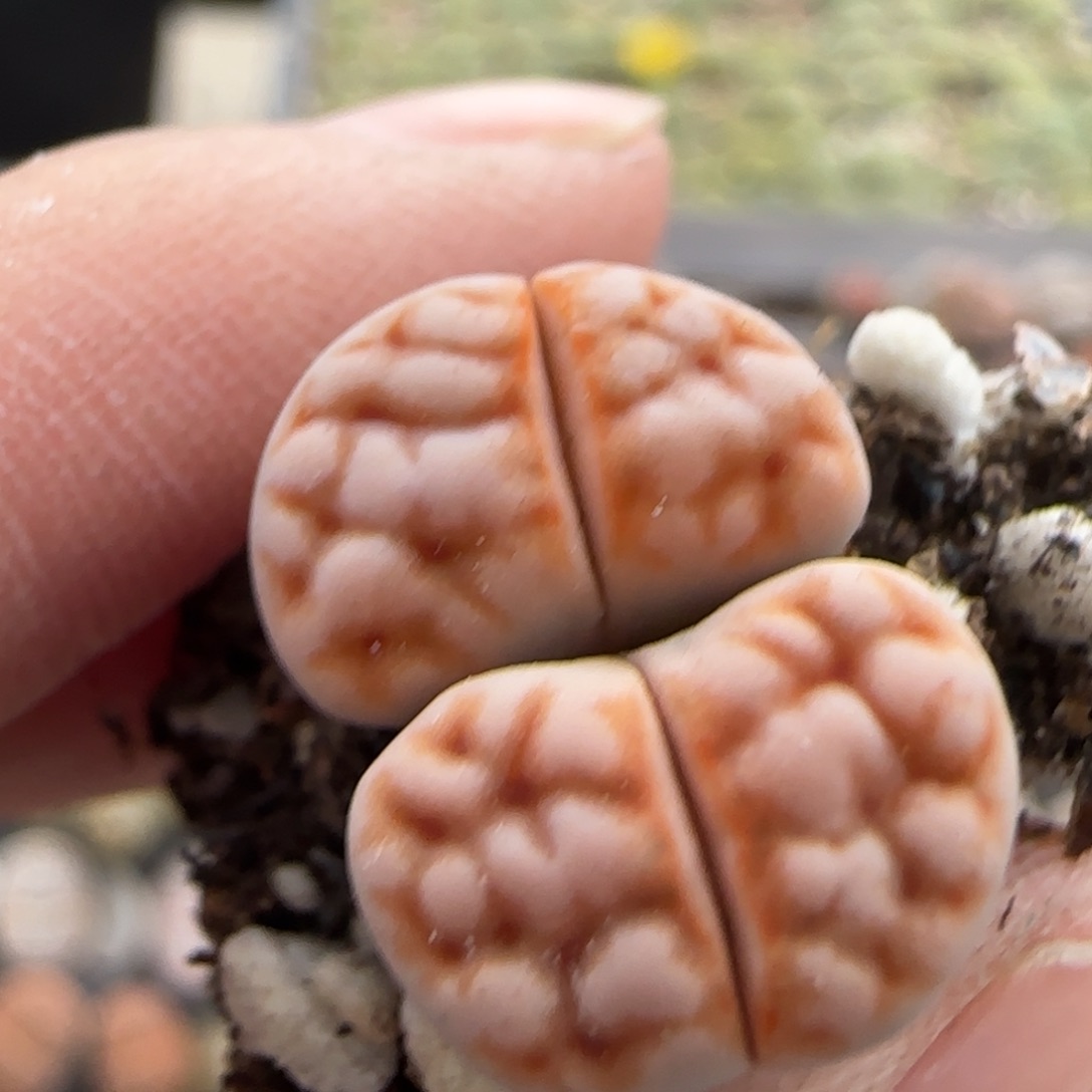 11.12号爱萌多肉F96E拿铁花纹玉清货福利8283