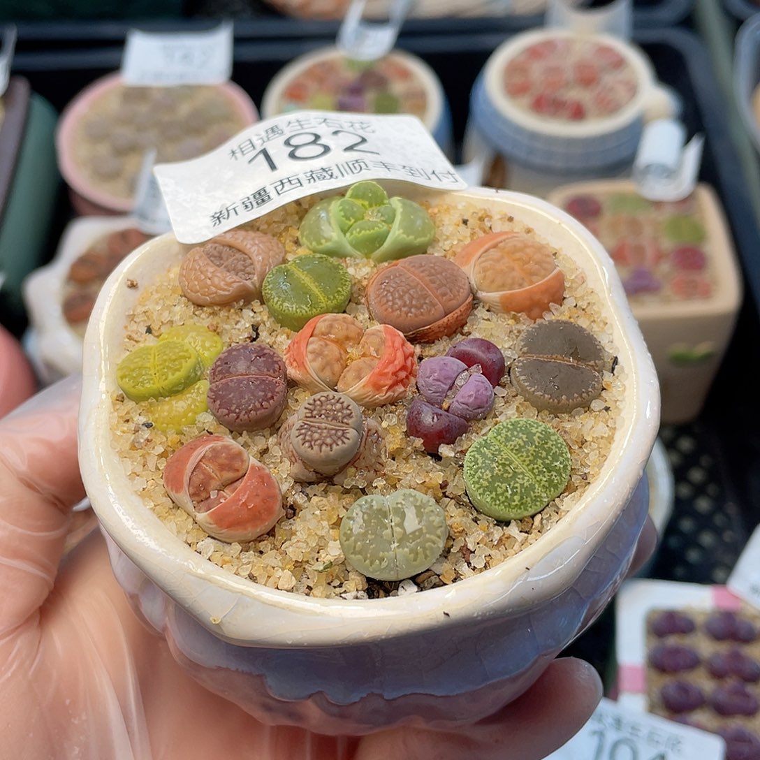 相遇生石花链接182