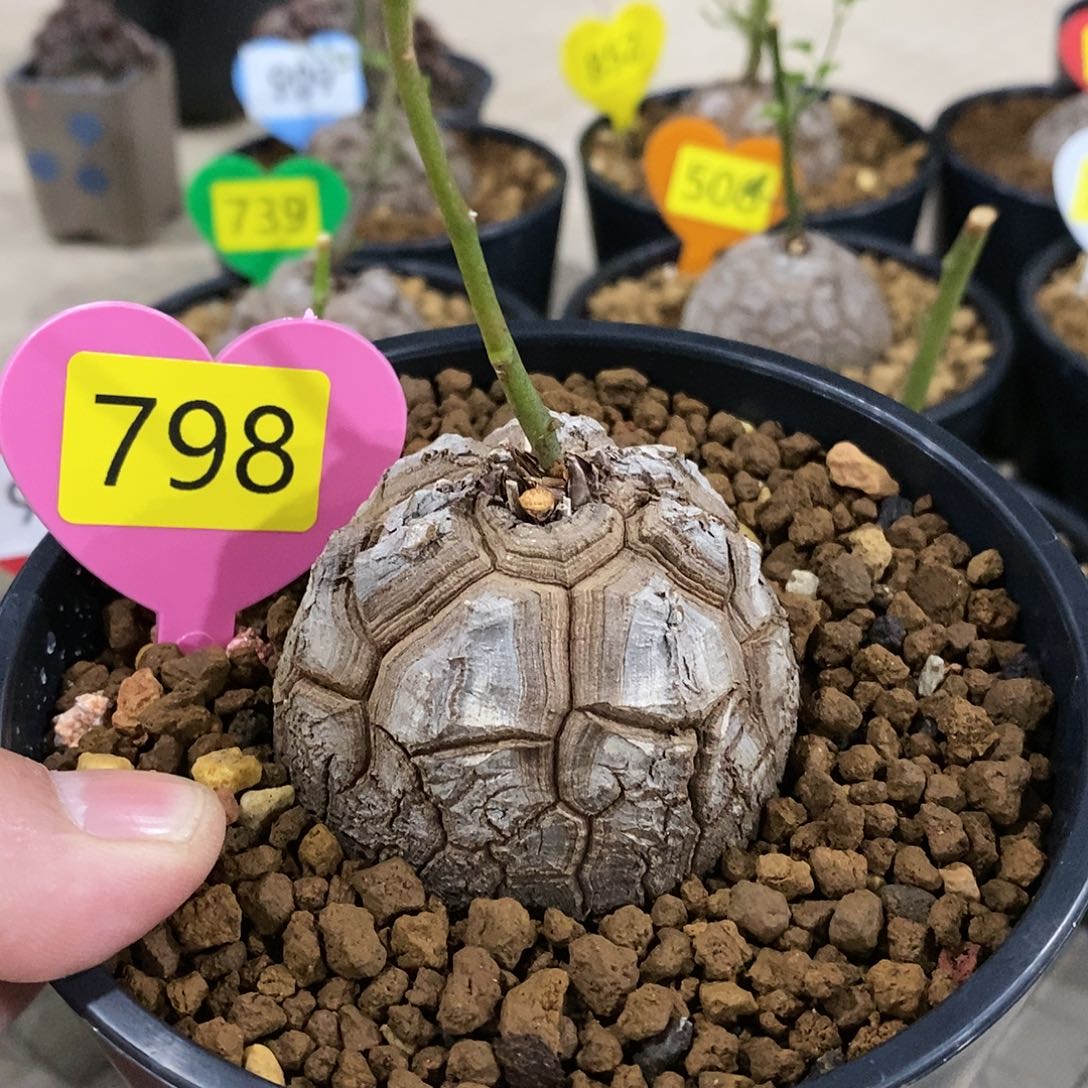 南非龟甲龙龟甲龙