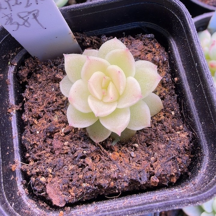 xpp270麦秆4公分盆