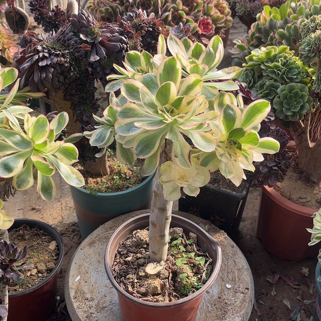 4燕姿无主头法师多肉植物
