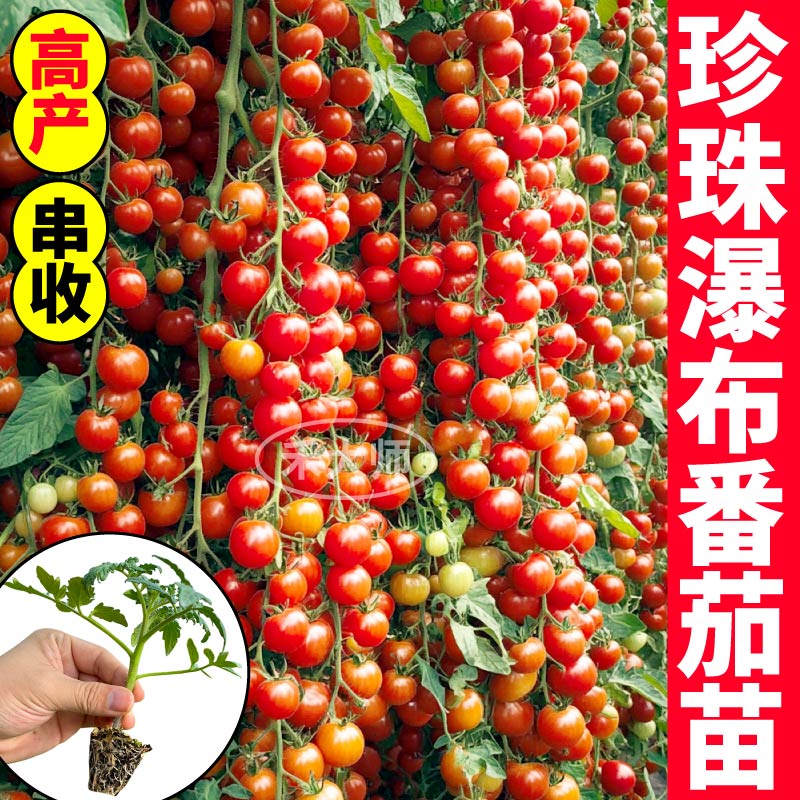 珍珠瀑布番茄苗秧带土球红黄黑樱桃小柿子春秋盆栽小院易种植高产