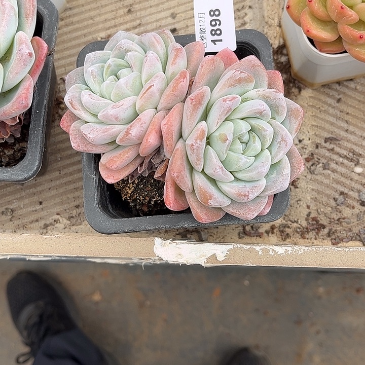 阿雅园艺。      1898冰玉