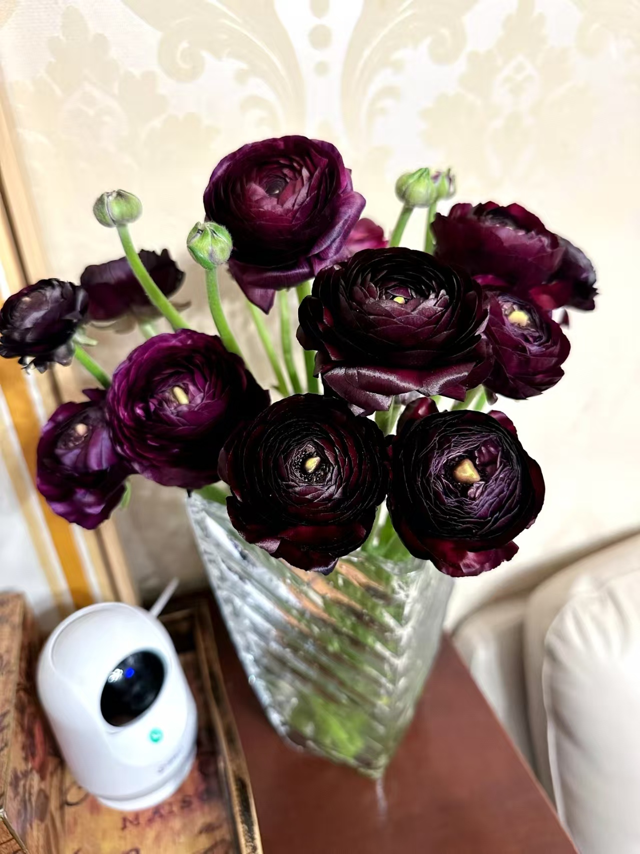 花店批发  黑天鹅洋牡丹一把(10朵花)   一手货源摆地摊 