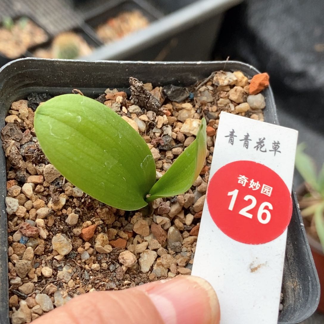 块根一棵仙人球5687456