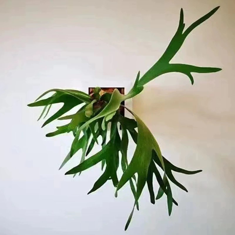 鹿角蕨鹿角羊齿悬挂壁挂趣味蕨类造景植物耐阴室内客厅办公室绿植