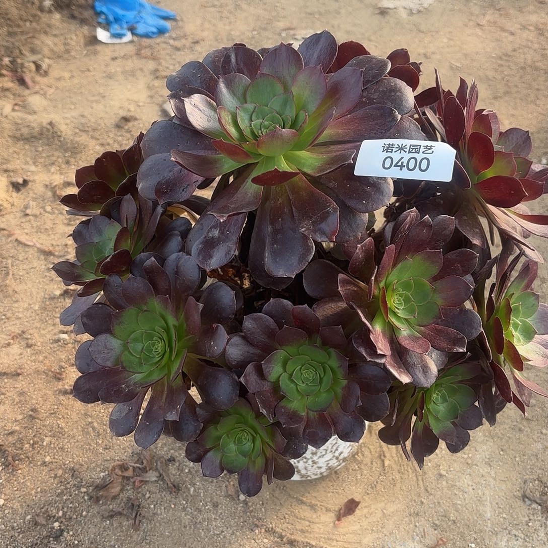 黑美人手捧多肉植物400