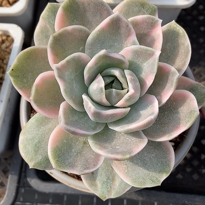 哈利沃森锦大单头