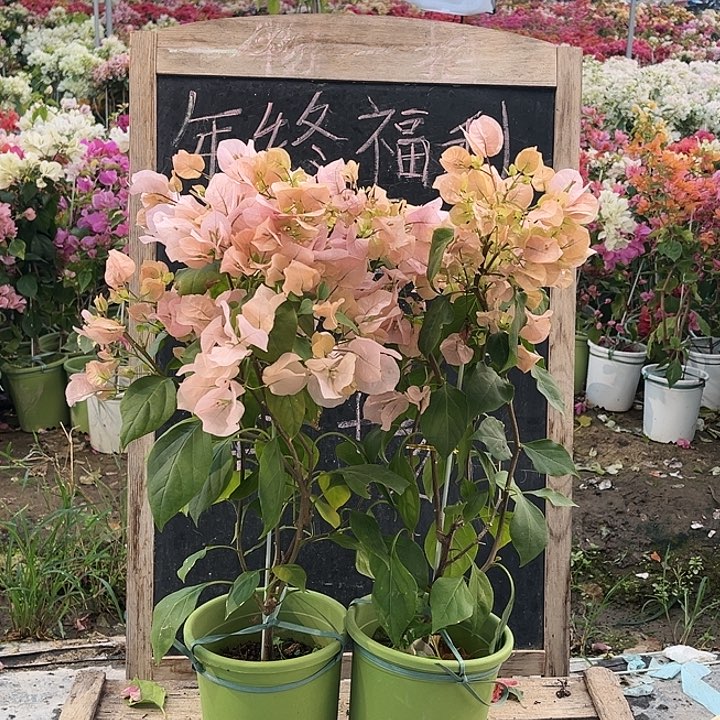 完全开放三角梅啊达的喜悦