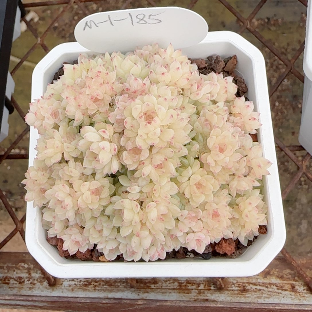 一***哦【闪购商品】0210-128（m1-185）