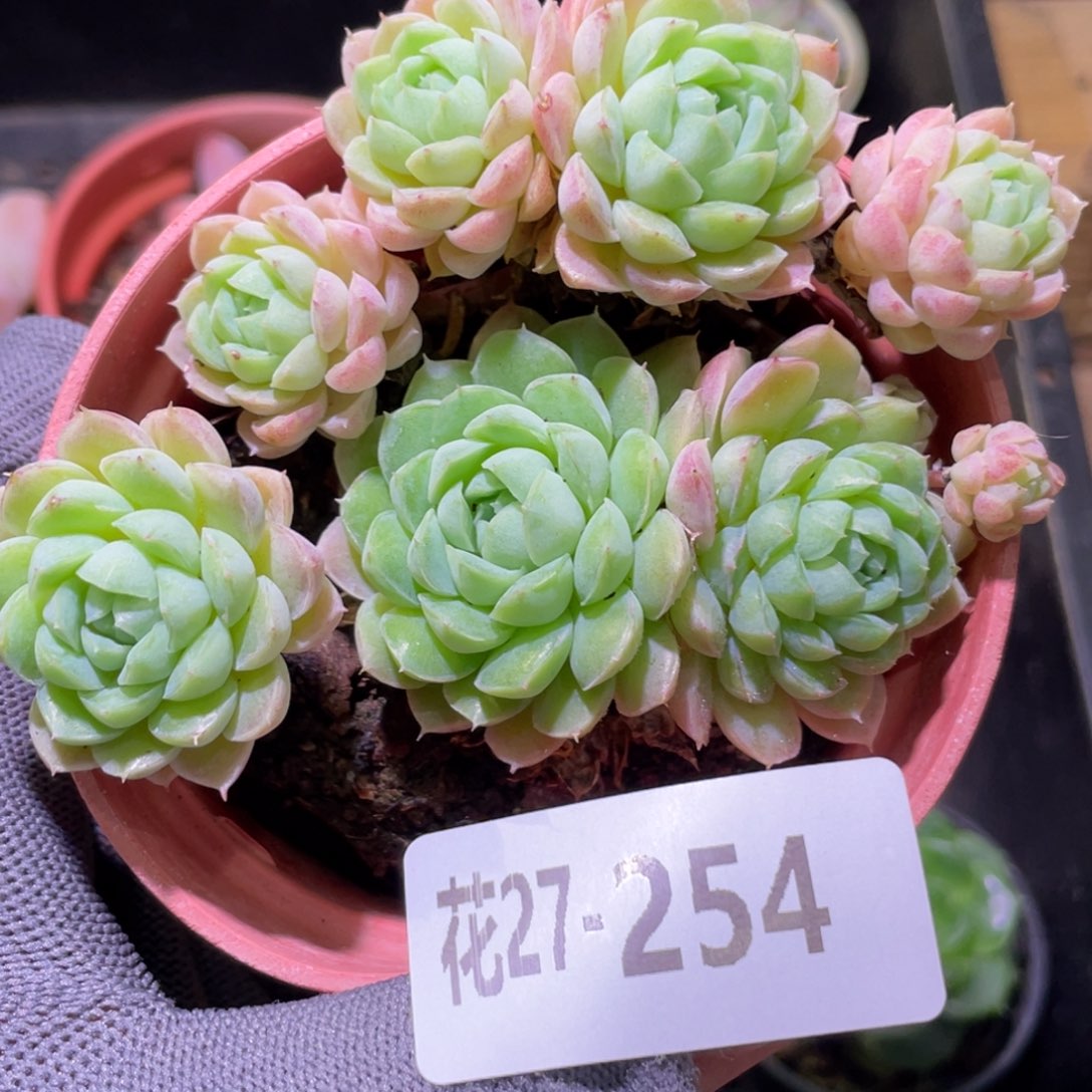花利美27-254羊脂球