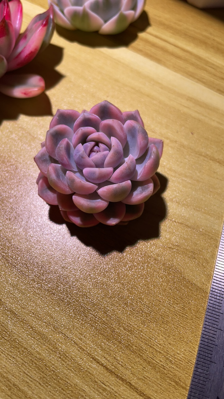 汉堡锦多肉盆栽花卉