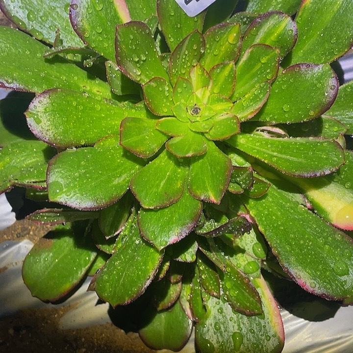 4482韶秀七彩多肉植物