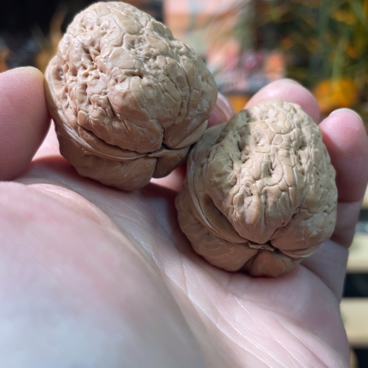 煜***钧文玩核桃把件编号8