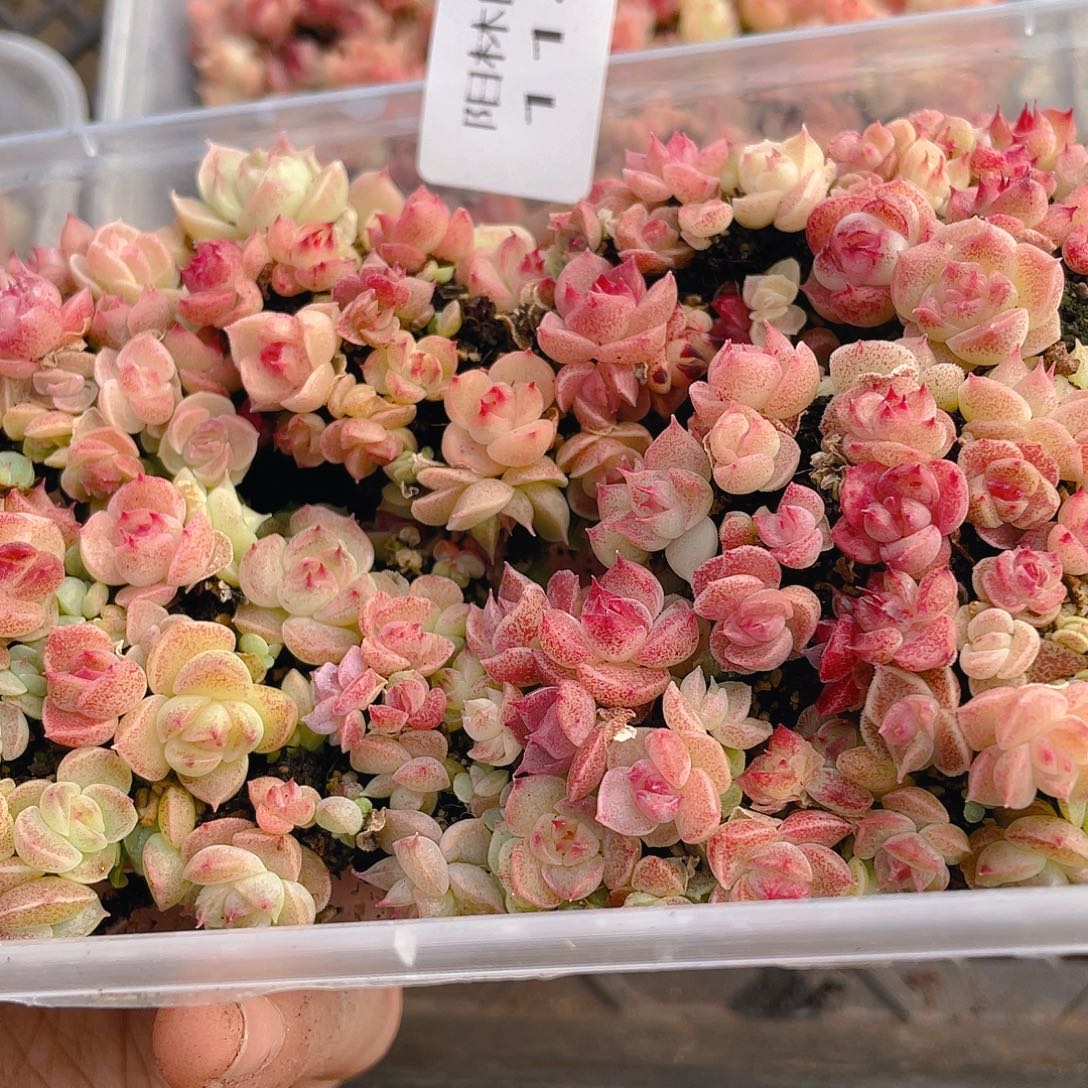 多肉植物多肉植物1181