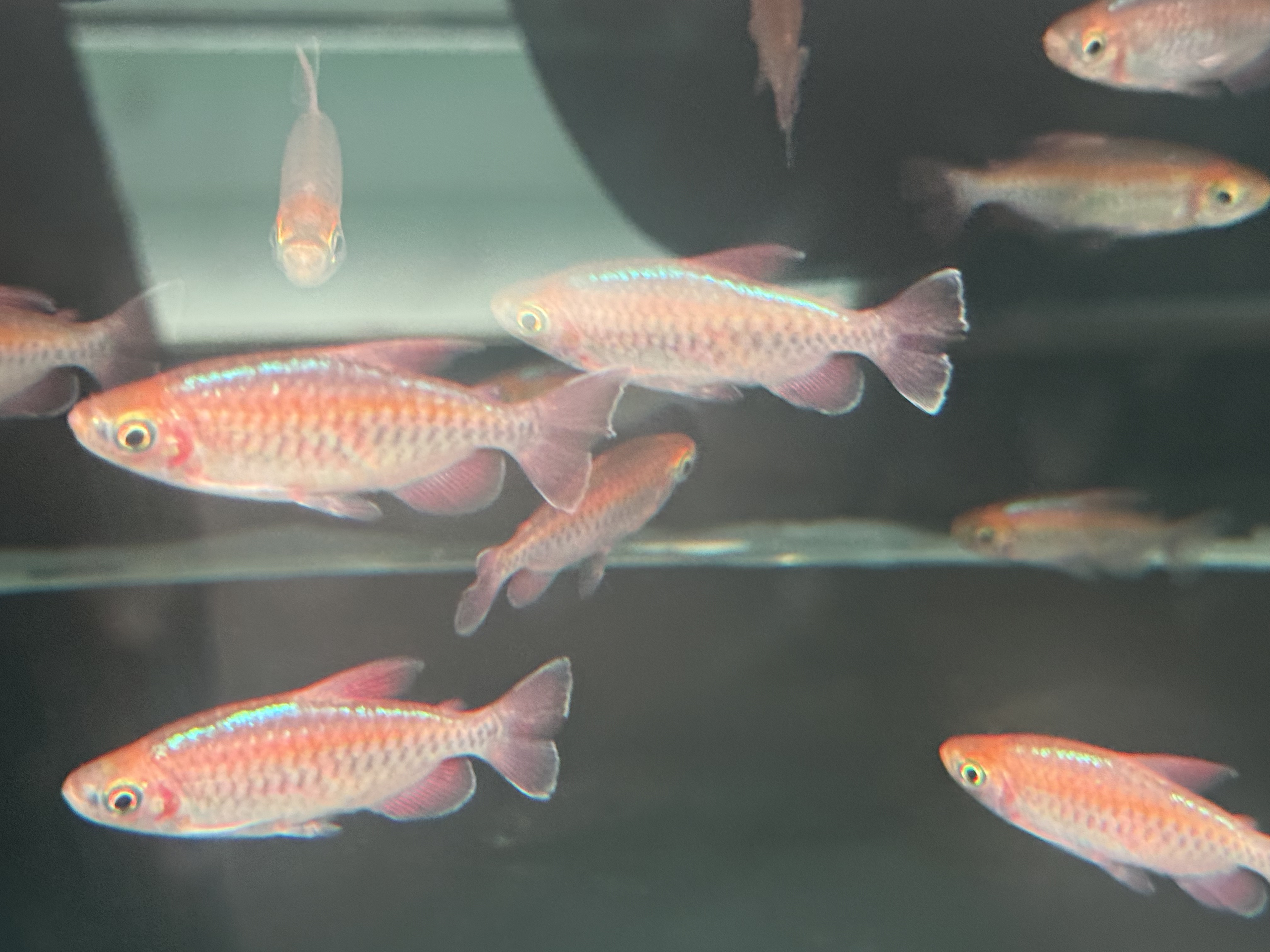 落日刚果 好养可混养的淡水观赏鱼活体适合新手入门