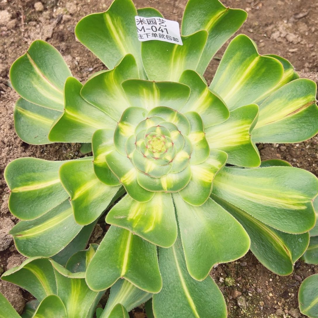 暴君多肉植物041