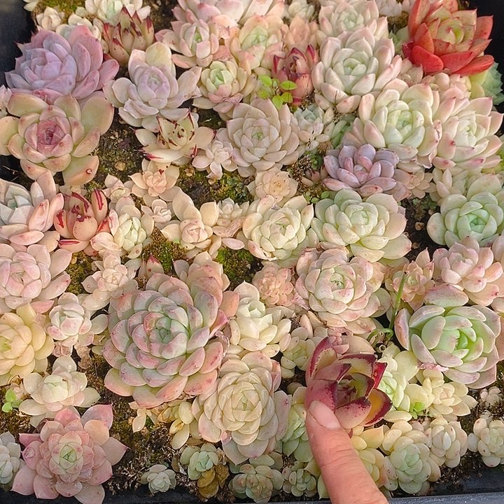 249 多肉植物盆栽花卉植物