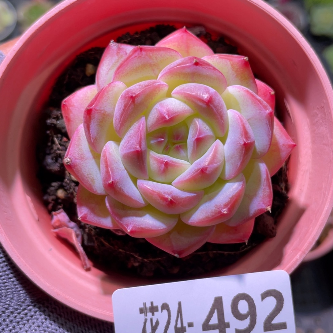 花利美24-492白桃汽水