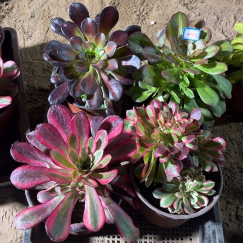 455多肉植物组合