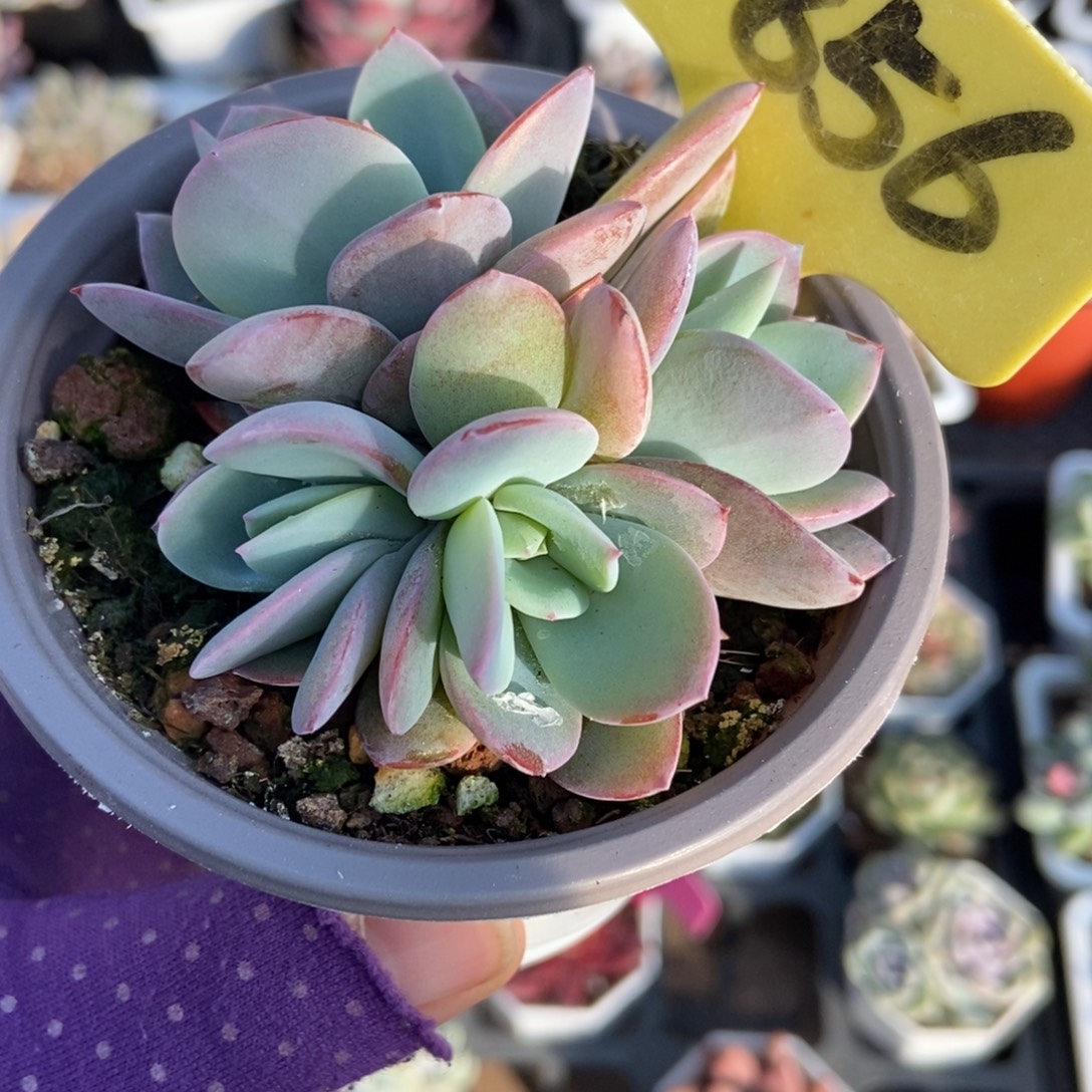 1856布鲁蓝多肉植物