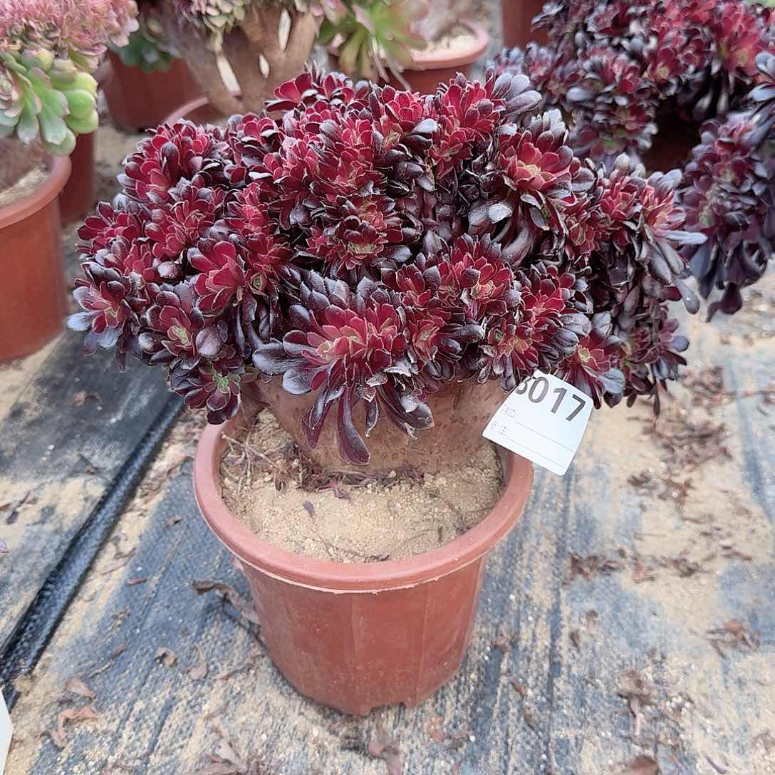 017欧紫一颗呀呀