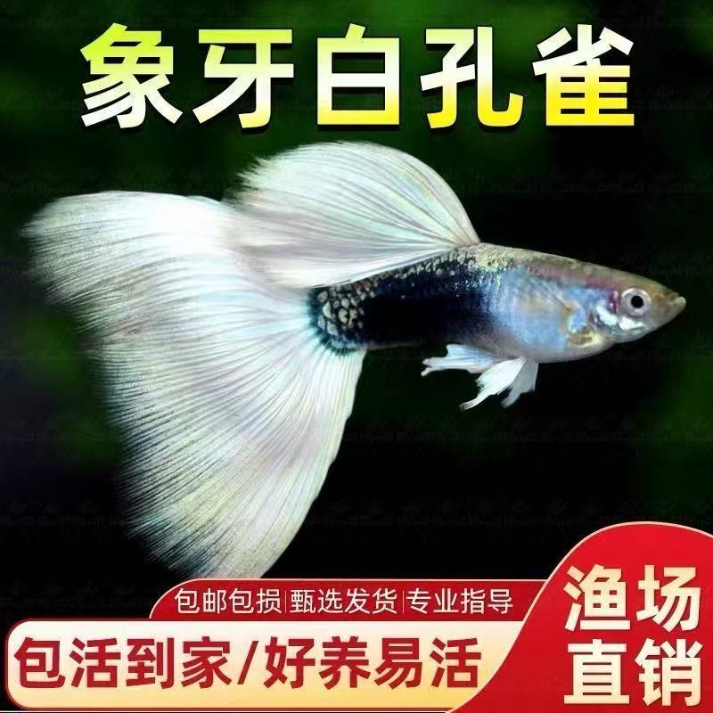 象牙白孔雀鱼小型观赏鱼好养耐活热带淡水鱼