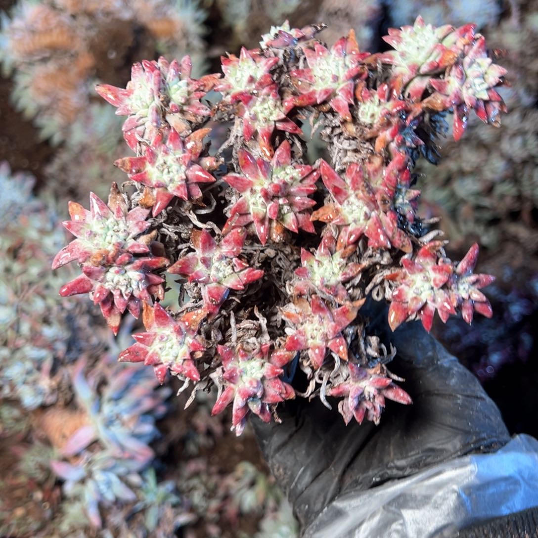 6638哈哈哈哈哈哈哈哈