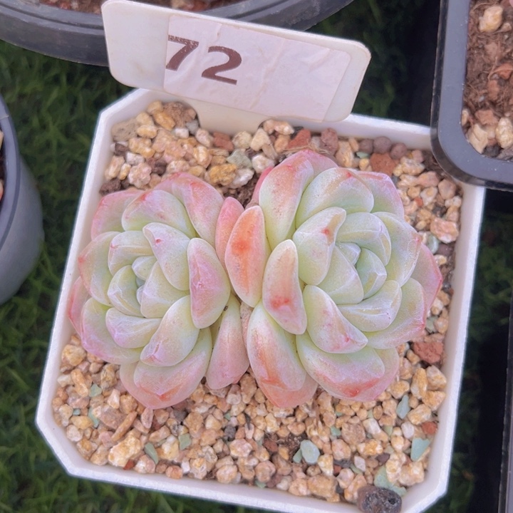 健健康康平平安安