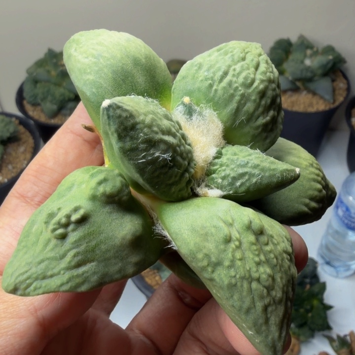 外星怒已经起瘤子了就等爆了