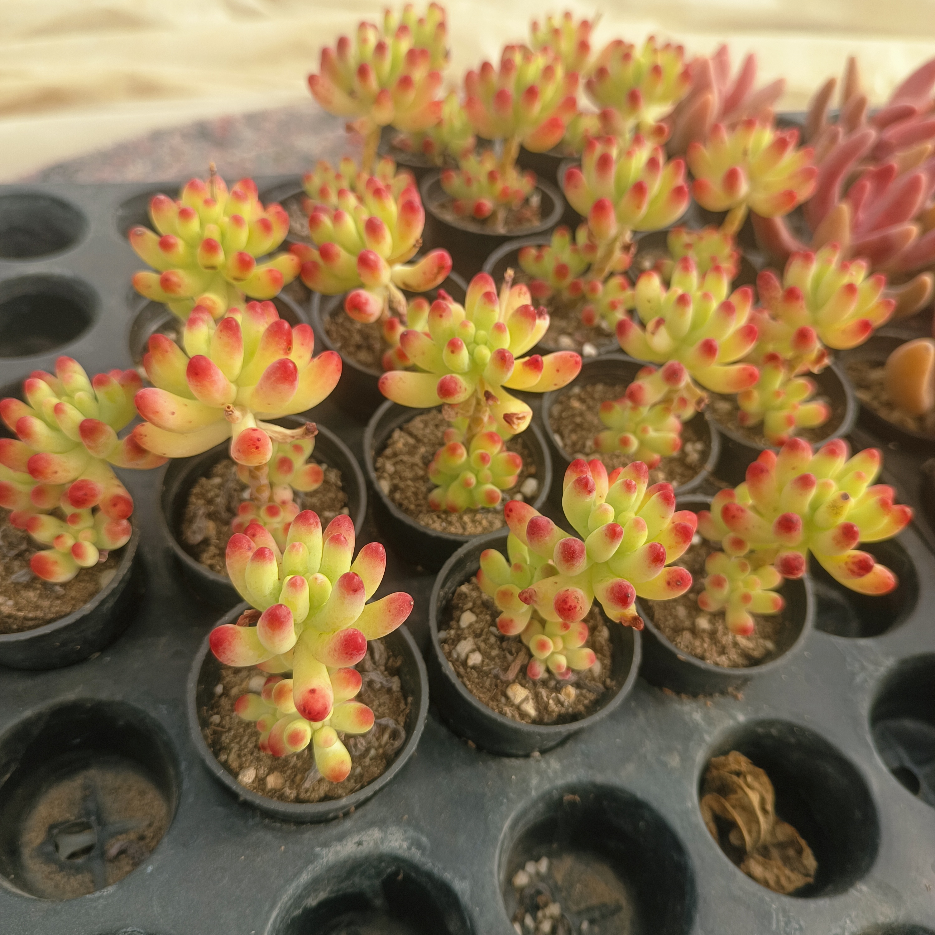 小精品小老桩多肉植物，种拇指盆50个品种