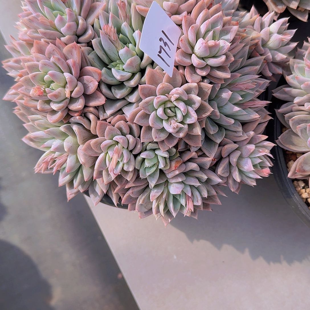 丽*梦1731钻石安妮多肉