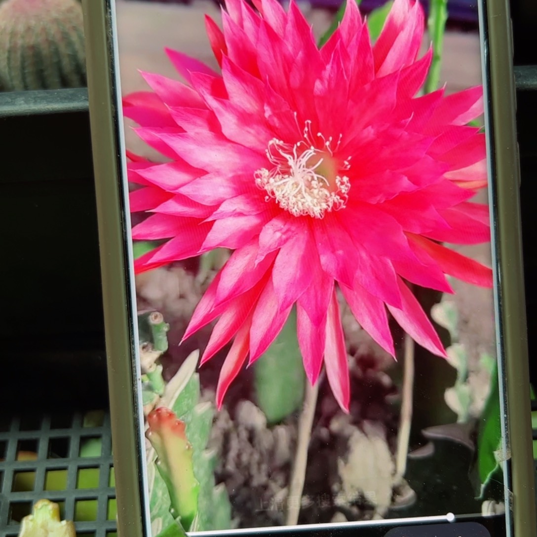 下5粉红星球无根叶片10公分以上20包邮