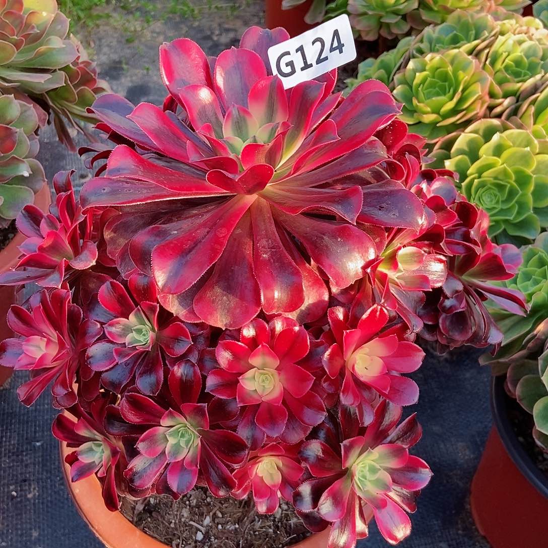 红陶124美杜莎3多肉