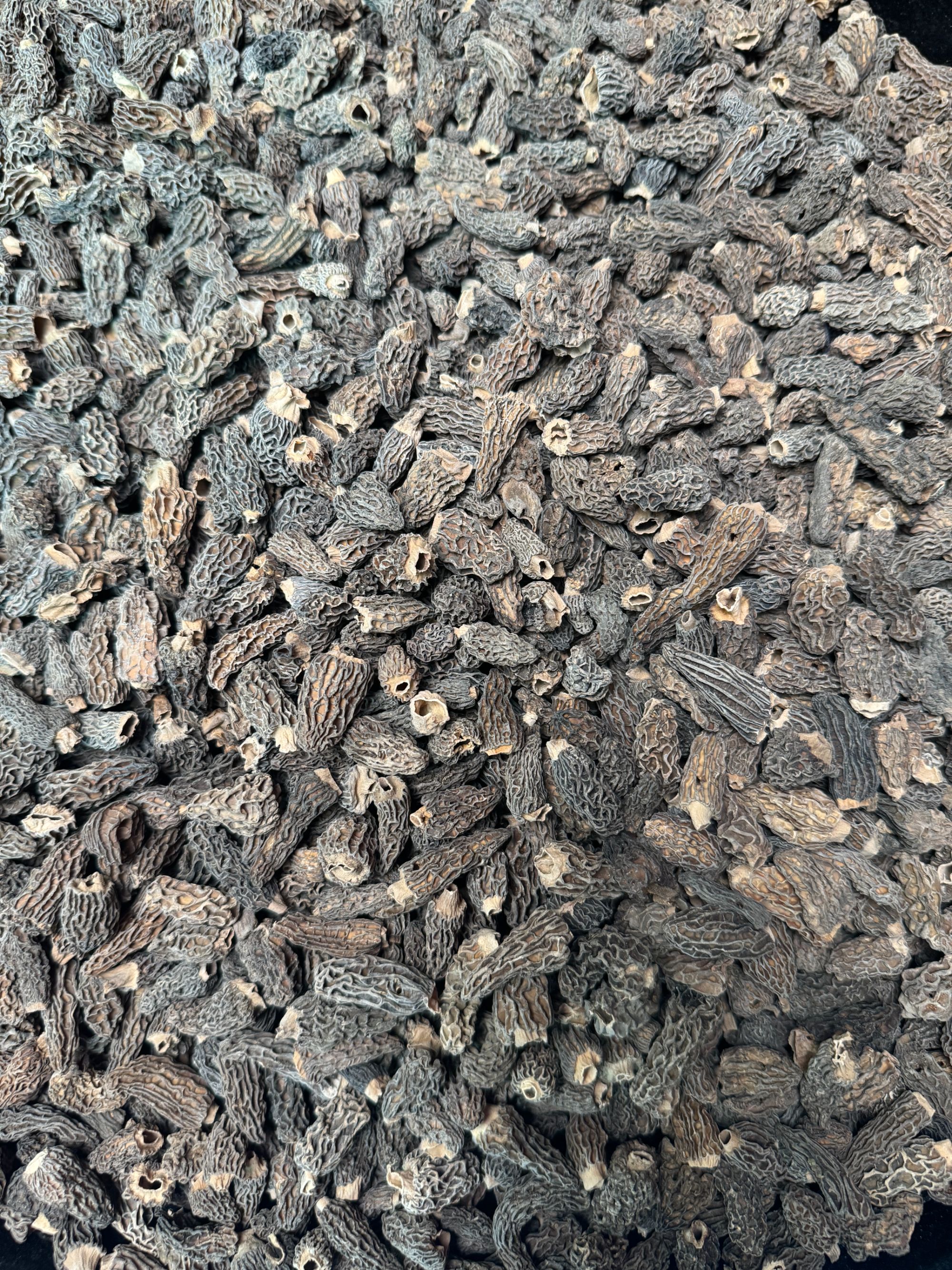 【羊肚菌】西藏羊肚菌 大自然货