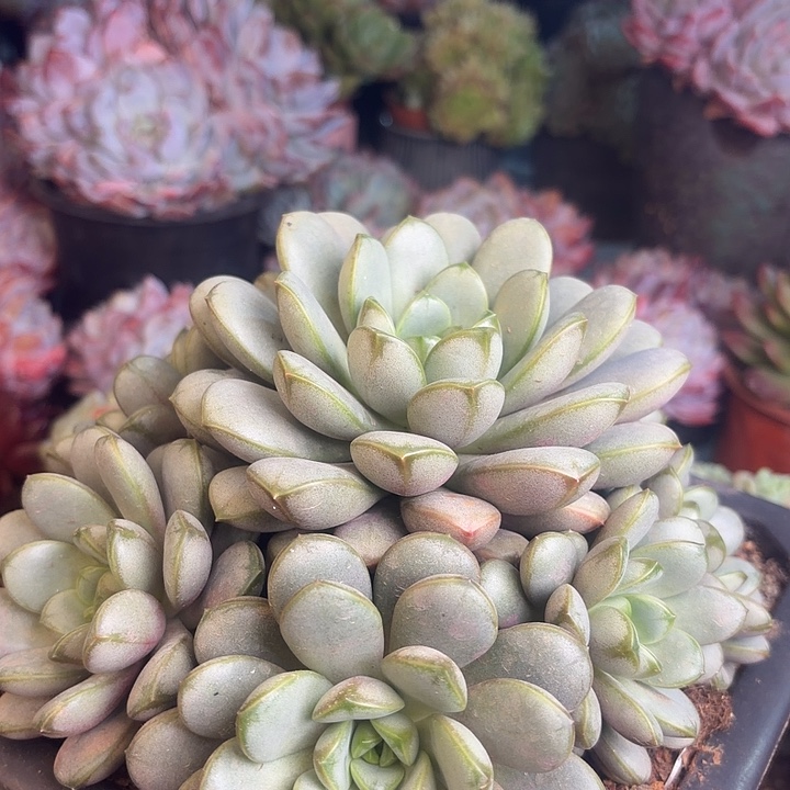 手捧葡萄多肉植物