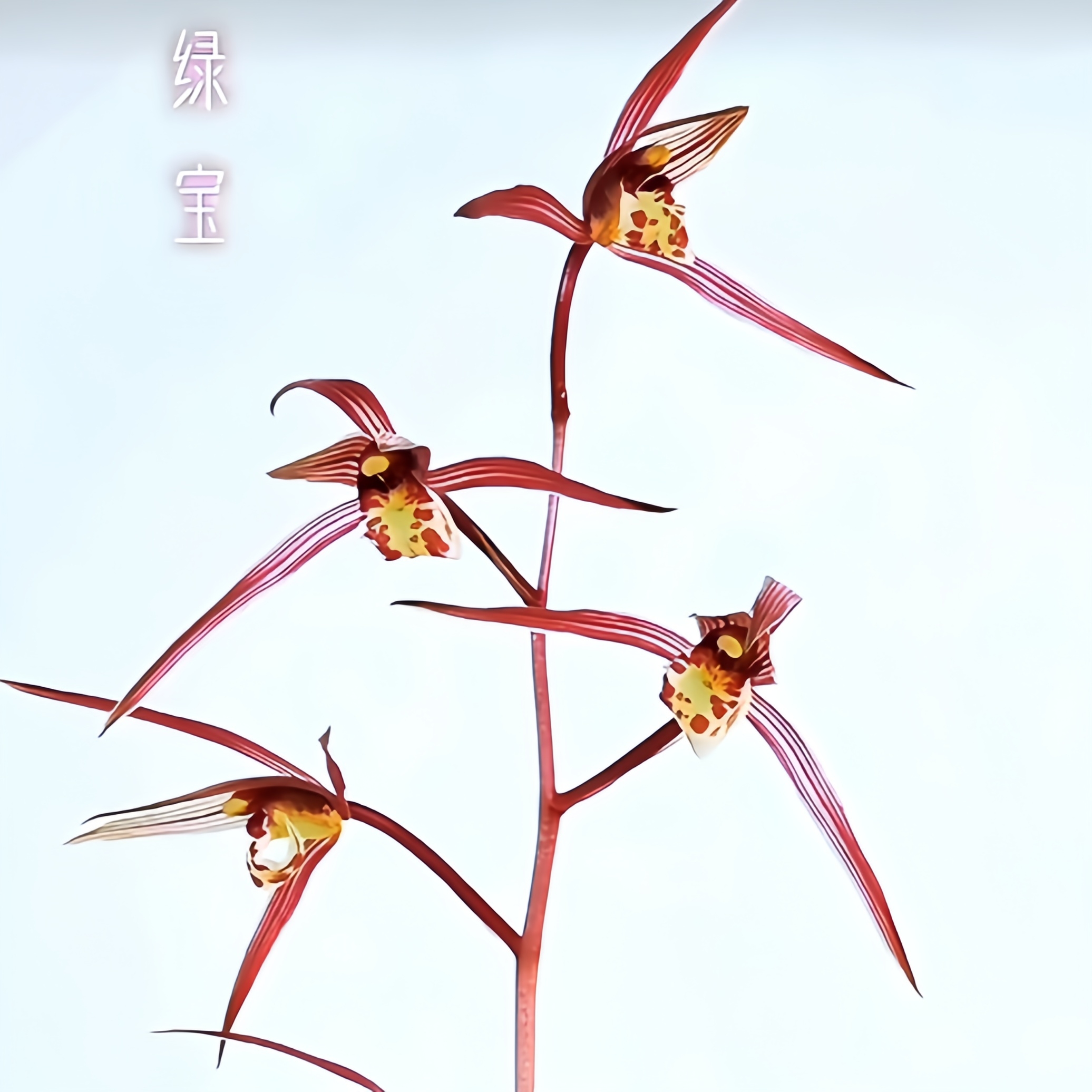 【寒兰绿宝】寒兰 高端铭品 花期11月到次年2月 山区自然苗