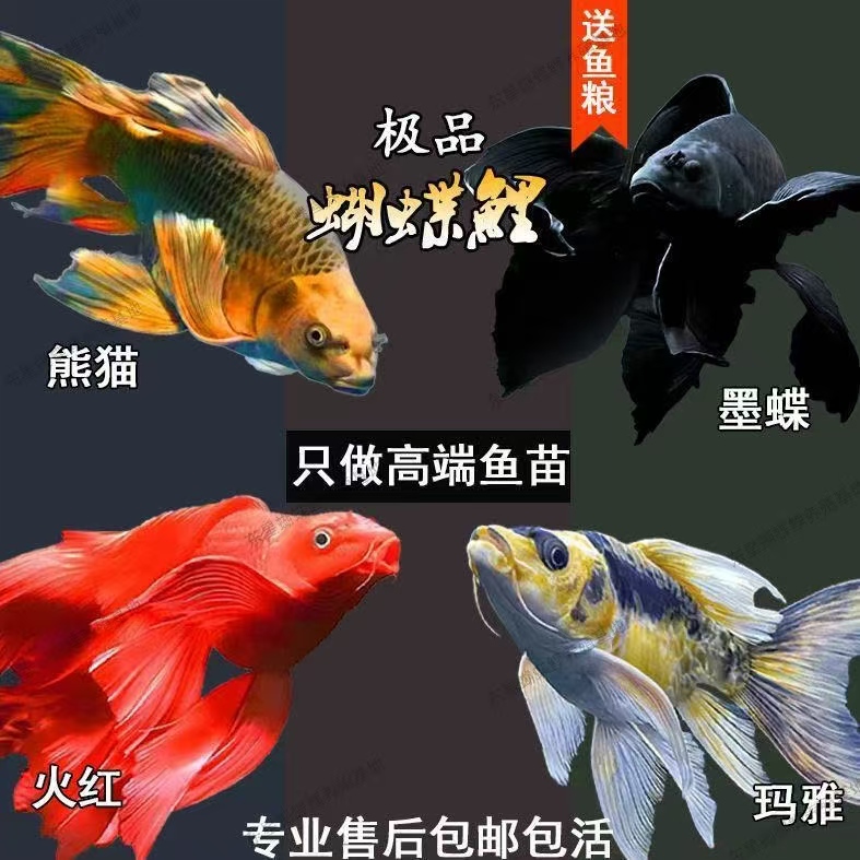 直播专用----蝴蝶鲤补差价链接