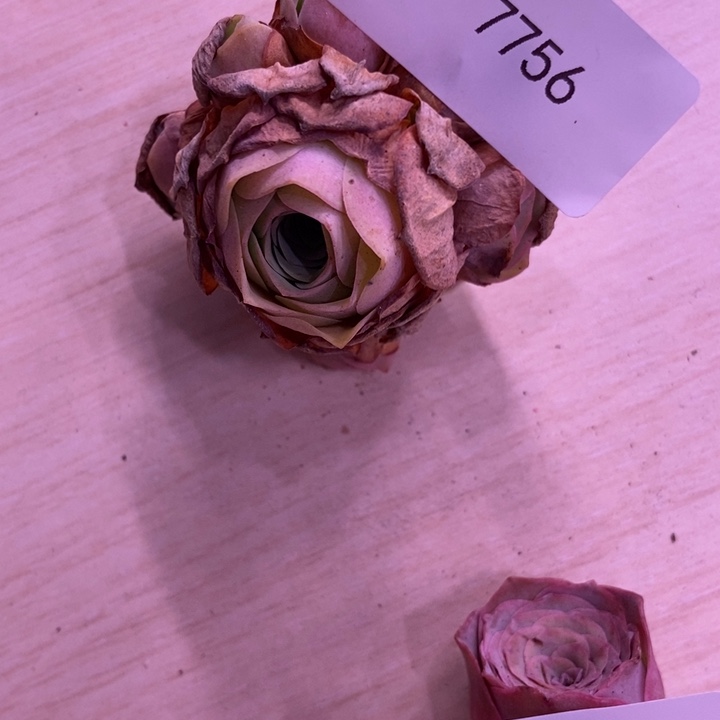 云***7756山地玫瑰花群