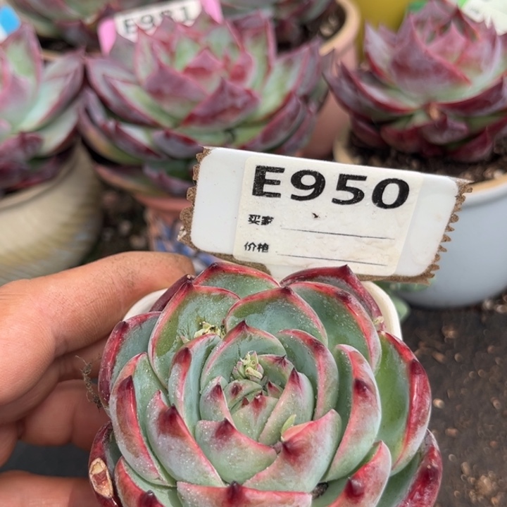 惊鸿一瞥多肉植物950