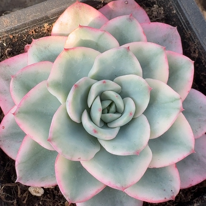 奶油黄桃一物一拍