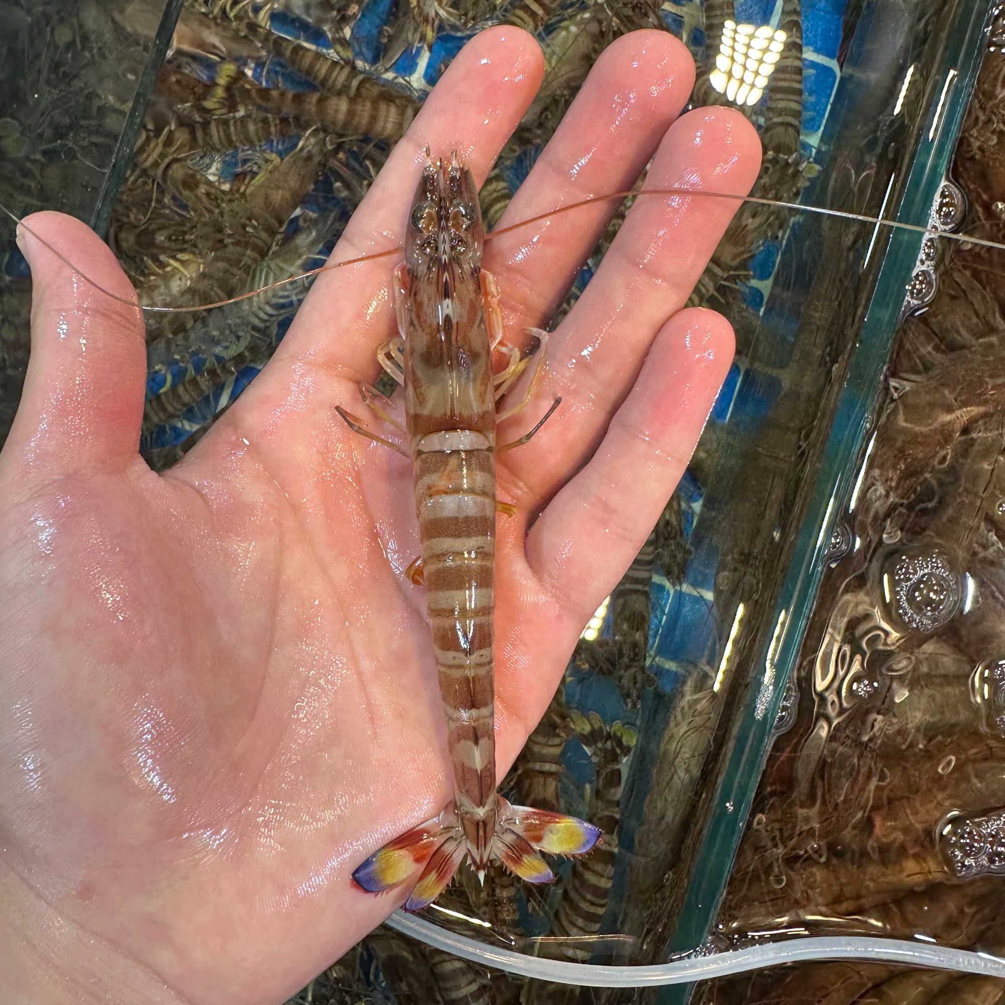 大连渤海湾基围虾30-40头一斤