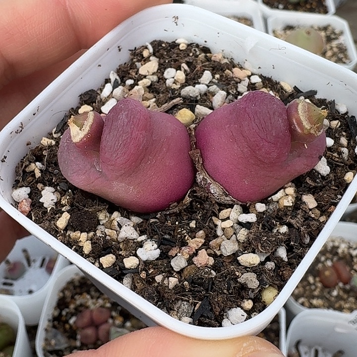 老马生石花双头毛237