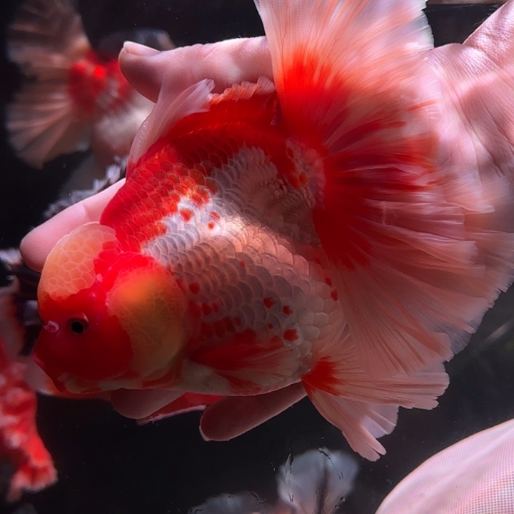 W****金鱼泰狮金鱼 观赏鱼