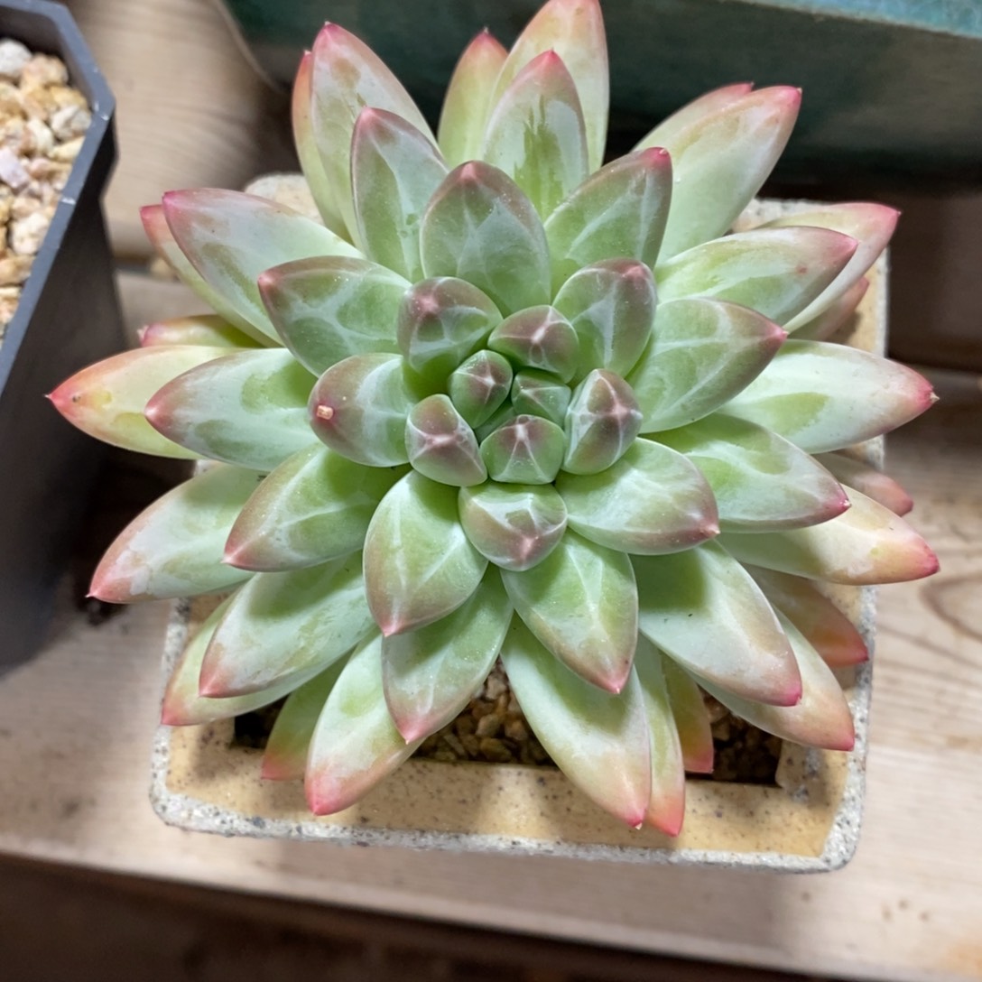 自助下单一物一拍多肉_过年可寄养问主播