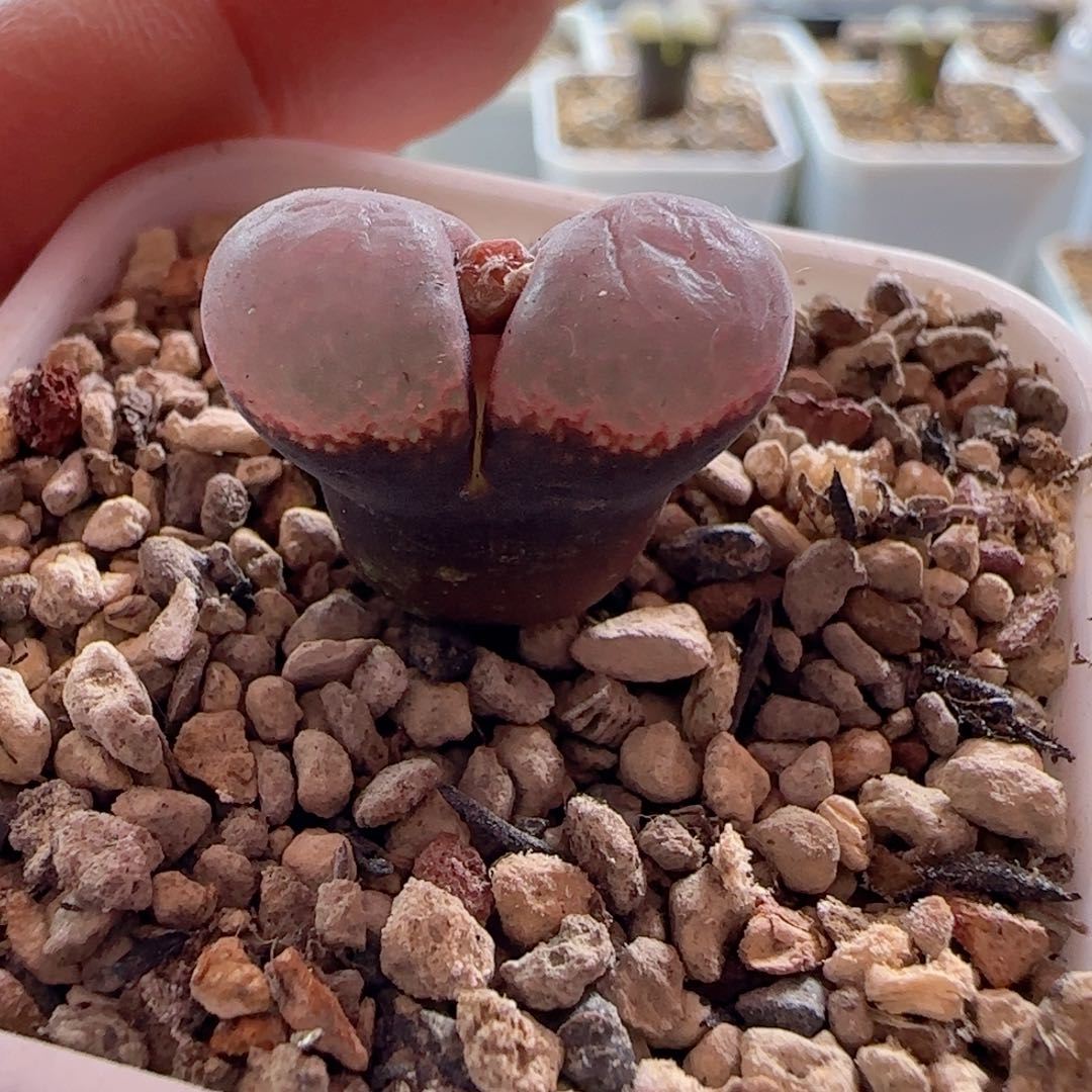 黑红体透窗系风铃玉