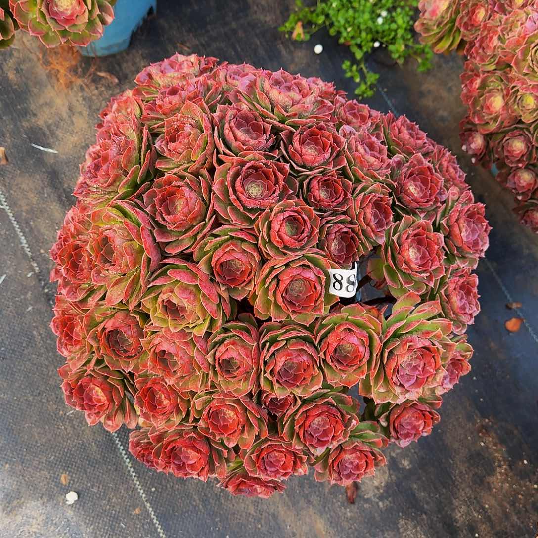 886万圣节丛林多肉植物