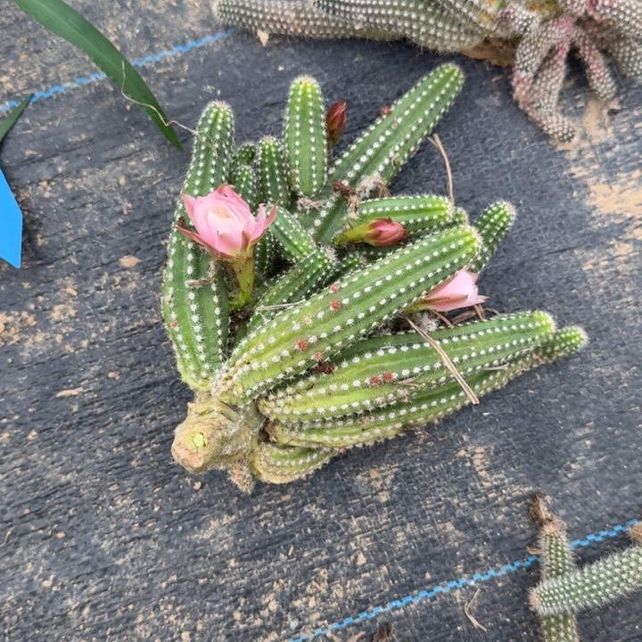 白檀仙人掌群生886