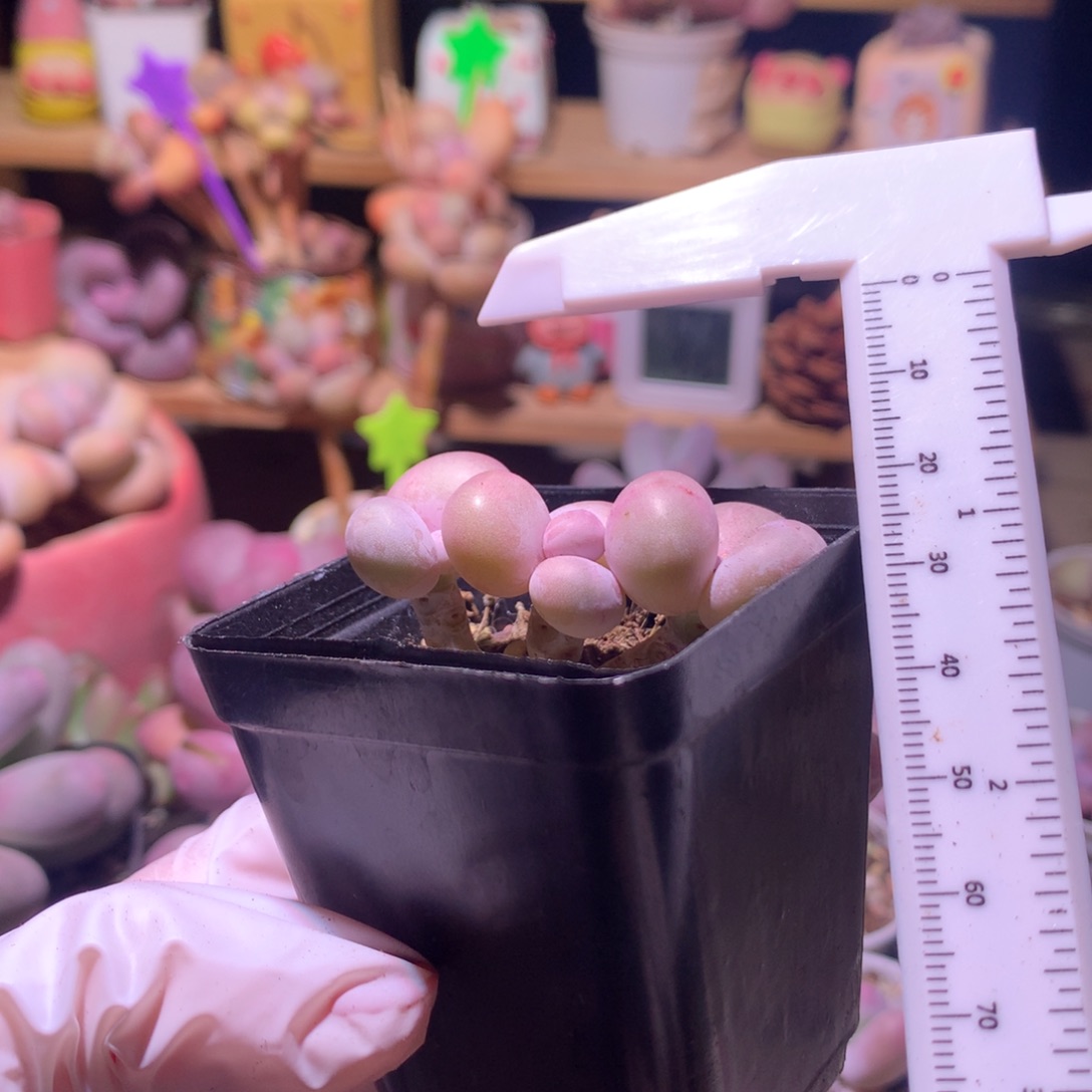 水光针奶酪多肉水光针