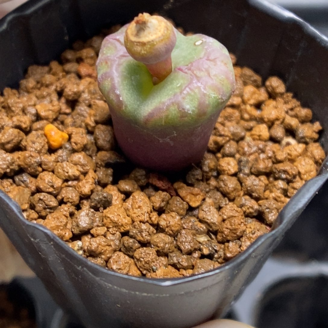 多肉植物肉锥杂交K-918 康杂